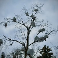 Снег клочками… :: Любовь Снег клочками… :: Любовь