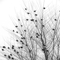 Всероссийская перепись воробьёв шагает по стране... :: Егор Бабанов