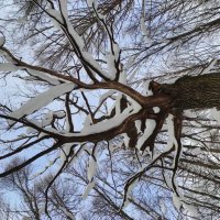 Тот самый дуб :: Игорь Ч.