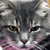 Котик :: Дарья Шуклина