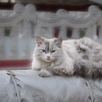 Кисуня :: Дарья Шуклина