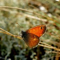 опять про бабочек...420 :: Александр Прокудин опять про бабочек...420 :: Александр Прокудин