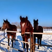 Тройка лошадей :: Елена Сухорученкова