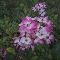 Роза :: Сапсан 