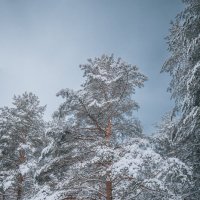 Зимний лес :: Дмитрий 