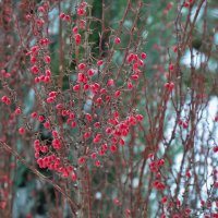 Барбарис :: Татьяна Машошина