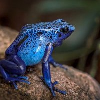 Голубой древолаз :: Aleksey Afonin