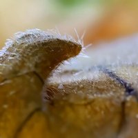 *** :: Виктор Иванович Чернюк