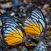 Тропические бабочки из семейства белянок :: Aleksey Afonin