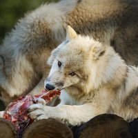 Белый волк :: SanSan 