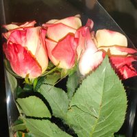 Букет роз :: Наталья (ShadeNataly) Мельник