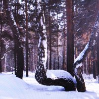 В лесу :: Людмила Смородинская В лесу :: Людмила Смородинская