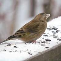 Зеленушка :: Лина 