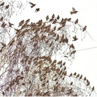 Огромная стая свиристелей. :: Михаил. 