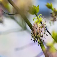 Весна не за гограми 5 :: Николай 