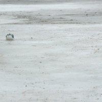 Чайки поджимают лапки. :: Константин Белоногов