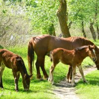 МОЛОДНЯК. :: Виктор 