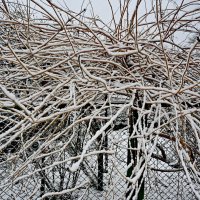 Опять выпал снег... :: Николай Саржанов