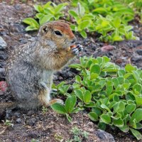 Евражка :: Владимир Соколов (svladmir)