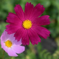 Космея :: Дарья Шуклина