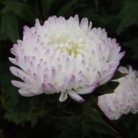 Астры :: Freddy 97