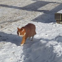 добытчик :: ИННА ПОРОХОВА