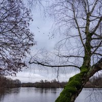 Пейзаж с берёзой... :: Николай Гирш Пейзаж с берёзой... :: Николай Гирш