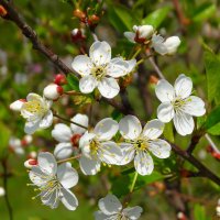 Цветение вишни.. :: Наталья ***