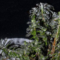 Лаванда хрустальная :: Римма Волченко