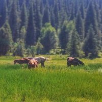 Лошадиный рай :: Орынбек 