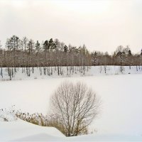 Озеро в снегу. Зимний март. :: Лия ☼