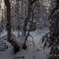 Тайга зимой :: Aleksey Afonin Тайга зимой :: Aleksey Afonin