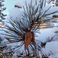 В парке Тондилоо :: Veera V