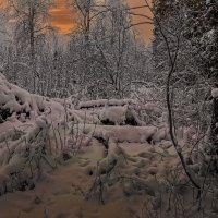 Тайга зимой :: Aleksey Afonin