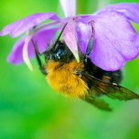 В поисках нектара :: Владимир Лазарев