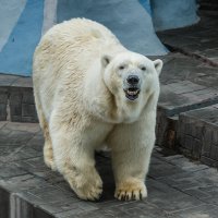 Белый :: SanSan 