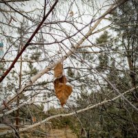 Тихая осень... :: Андрей Хлопонин