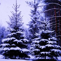 Лесные красавицы :: Людмила Смородинская