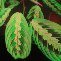 Красота маранты :: Людмила Смородинская Красота маранты :: Людмила Смородинская