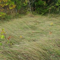 тихий октябрь :: Елена Шаламова