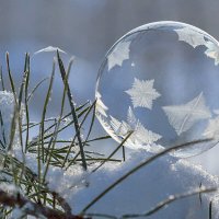 На веточке :: Андрей Пристяжнюк