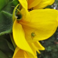 Клоп :: Лариса С.