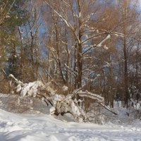 Просто наступила зима. :: Николай 