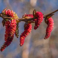 Так интересно цветет тополь по весне) :: Николай Зиновьев