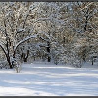 Зимний лес :: Ольга Довженко