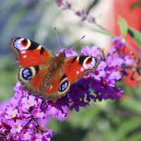 Лето :: елена беликова
