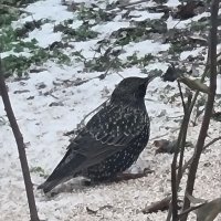 Первый скворец :: Наталья 