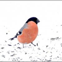 Снегири этого года ... :: Сергей 