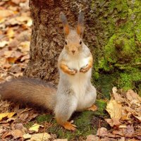 Что принес? :: Вячеслав Минаев