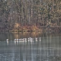 Чайки на подмороженном озере Падер :: Jakob Dick